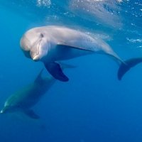 Nadar con delfines en libertad